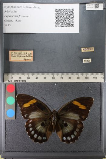 Media type: image;   Entomology 142767